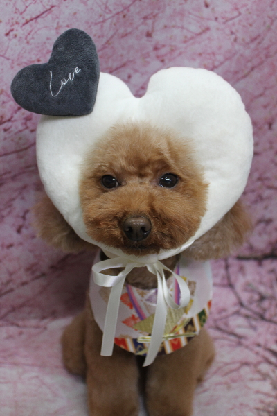 千葉県市川市のトイプードルのトリミング画像