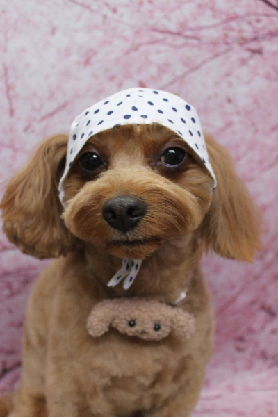 千葉県鎌ケ谷市のミックス犬のトリミング画像