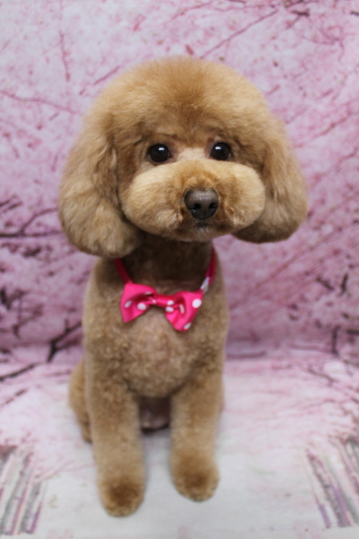 千葉県船橋市のトイプードルのトリミング画像