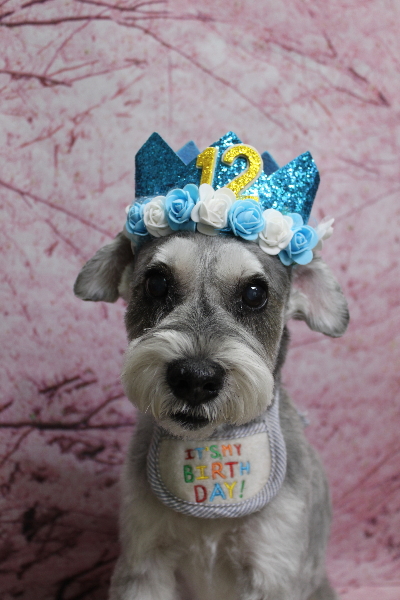 千葉県船橋市のミニチュアシュナウザーのトリミング画像