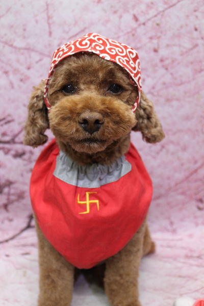 千葉県鎌ケ谷市トイプードルのトリミング画像