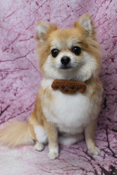 千葉県船橋市のミックス犬のトリミング画像