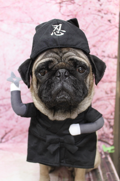 千葉県鎌ケ谷市のパグのトリミング画像