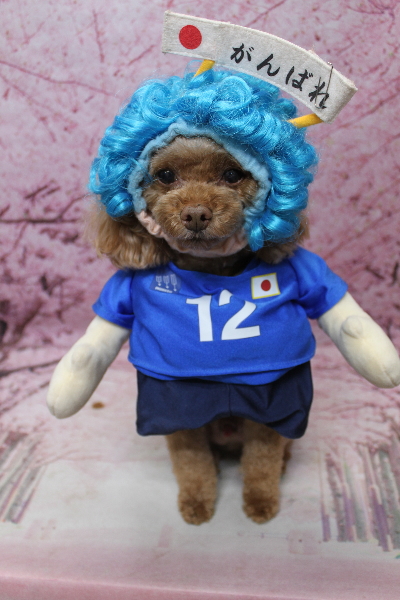 千葉県船橋市のトイプードルのトリミング画像