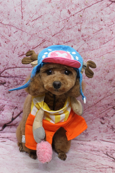 千葉県松戸市のトイプードルのトリミング画像