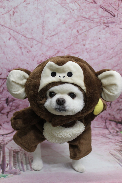 千葉県船橋市のポメラニアンのトリミング画像