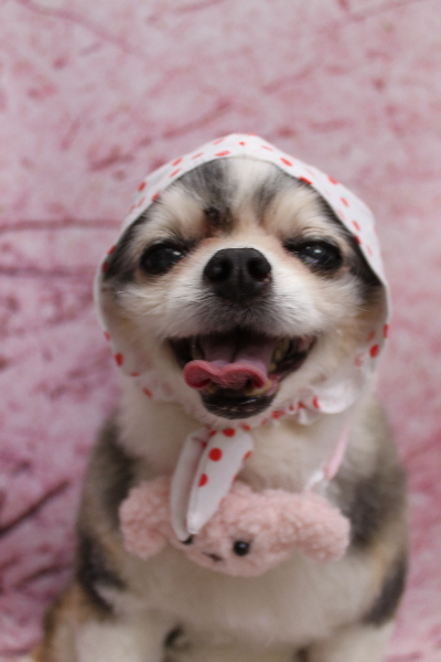 千葉県鎌ケ谷市のチワワのトリミング画像