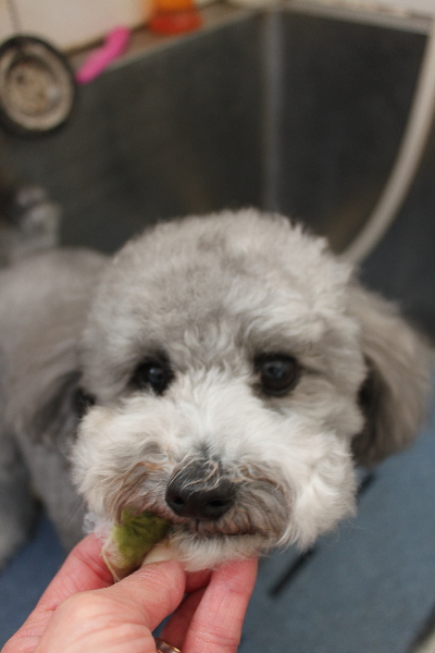千葉県船橋市のトイプードルのハーブ歯磨き画像