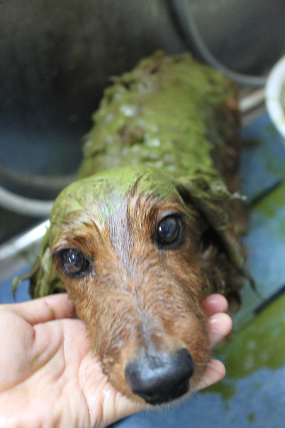 千葉県鎌ケ谷のミニチュアダックスのハーブパック画像