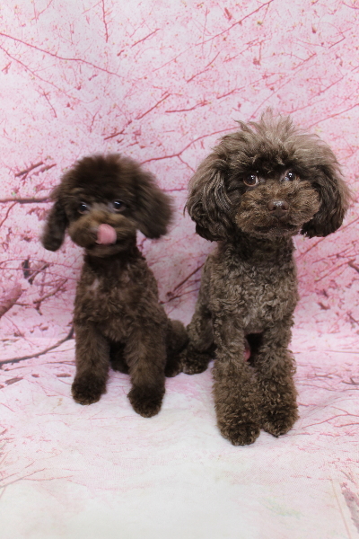 千葉県船橋市のトイプードルのトリミング画像