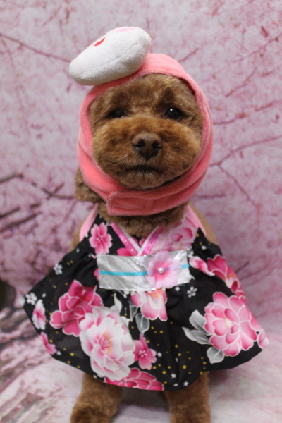 千葉県鎌ケ谷市トイプードルのトリミング画像