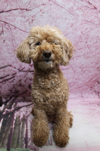 千葉県松戸市のトイプードルのトリミング前画像