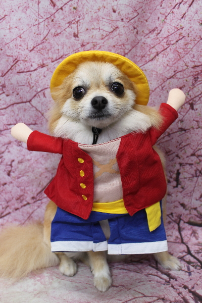 千葉県船橋市のミックス犬のトリミング画像