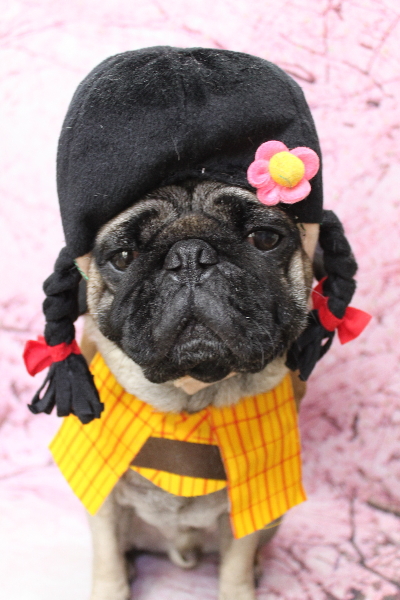 千葉県鎌ケ谷市のパグのトリミング画像