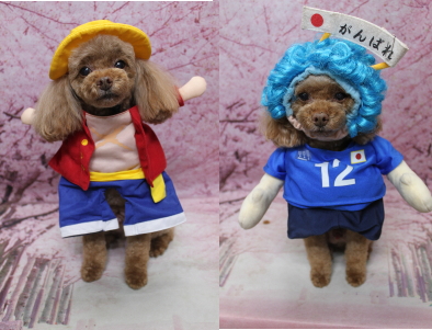 千葉県船橋市のトイプードルのトリミング画像