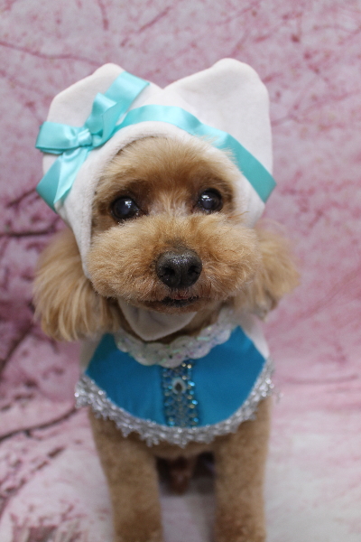 千葉県船橋市のトイプードルのトリミング画像