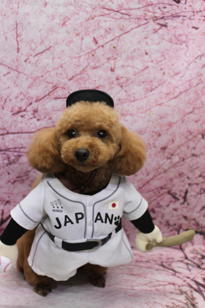 千葉県松戸市のトイプードルのトリミング画像