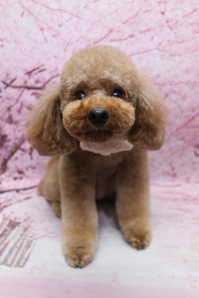 千葉県鎌ヶ谷市のトイプードルのトリミング画像