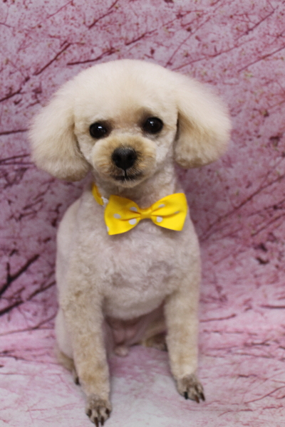 千葉県鎌ケ谷市のトイプードルのトリミング画像