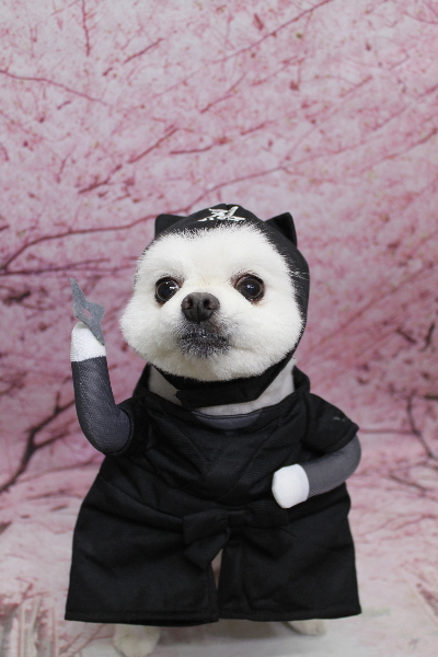 千葉県船橋市のポメラニアンのトリミング画像