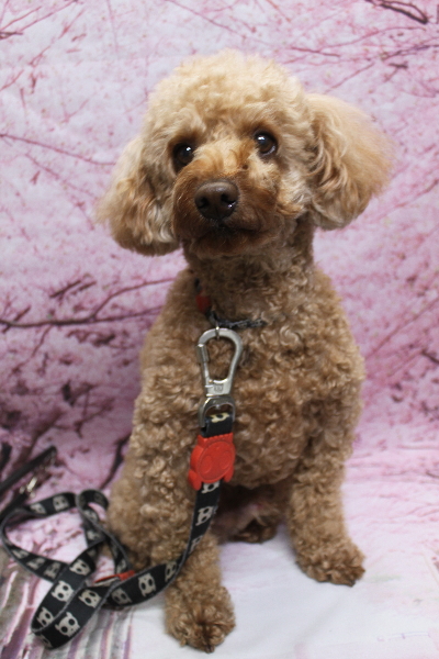 千葉県船橋市のトイプードルのトリミング前画像