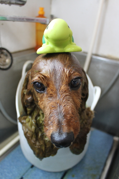 千葉県鎌ケ谷のミニチュアダックスのハーブ湯画像