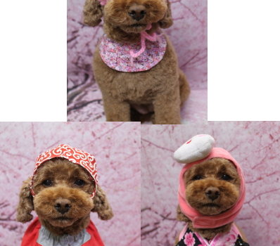 千葉県鎌ケ谷市トイプードルのトリミング画像