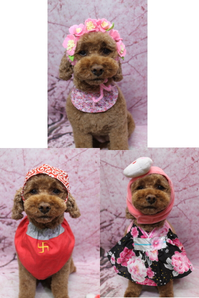 千葉県鎌ケ谷市トイプードルのトリミング画像