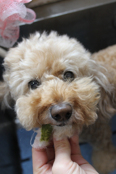 千葉県松戸市のトイプードルの歯磨き画像