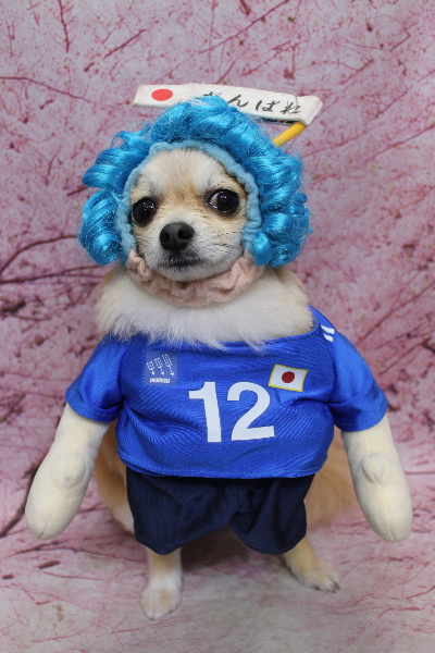 千葉県船橋市のミックス犬のトリミング画像