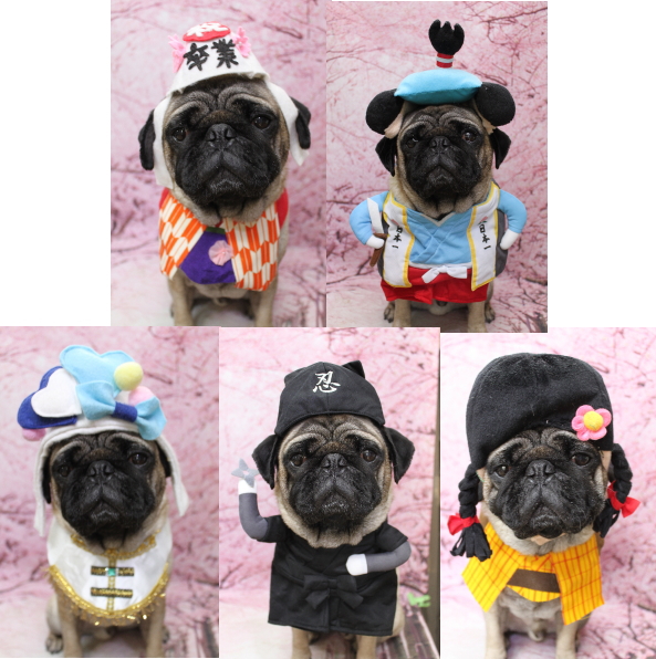 千葉県鎌ケ谷市のパグのトリミング画像