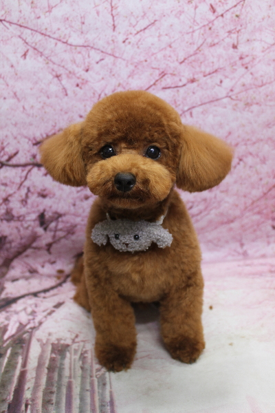 千葉県鎌ケ谷市トイプードルのトリミング画像