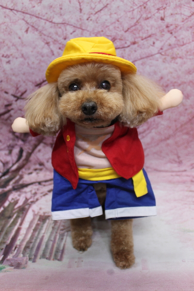 千葉県船橋市のトイプードルのトリミング画像