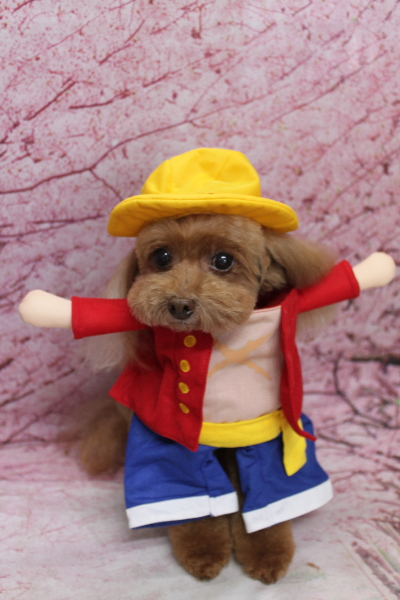 千葉県船橋市のトイプードルのトリミング画像