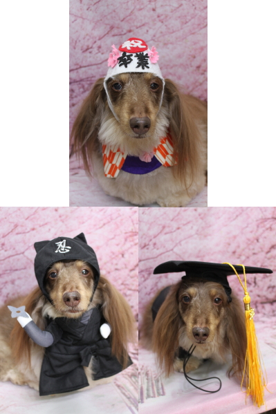 千葉県松戸市のミニチュアダックスのトリミング画像