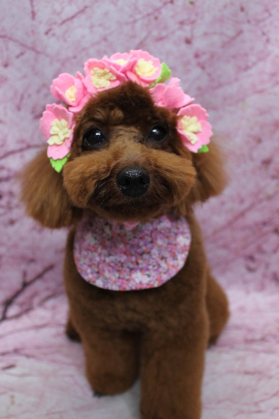 千葉県鎌ヶ谷市のトイプードルのトリミング画像