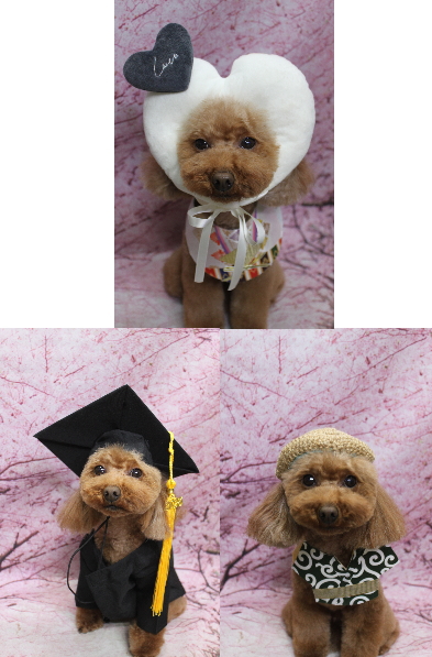 千葉県市川市のトイプードルのトリミング画像