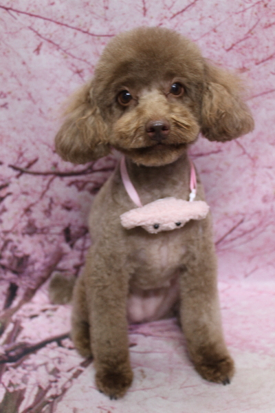 千葉県船橋市のトイプードルのトリミング画像