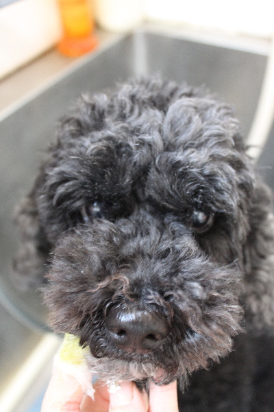 千葉県松戸市のトイプードルの歯磨き画像