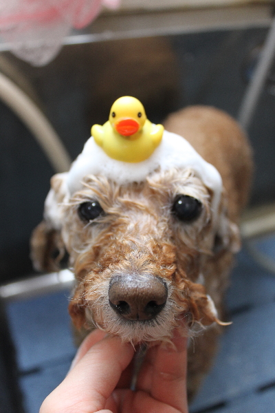 千葉県松戸市のトイプードルのシャンプー画像
