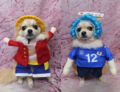 千葉県船橋市のミックス犬のトリミング画像