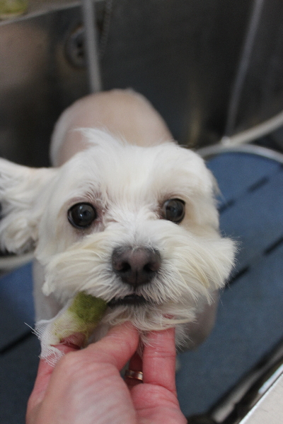 千葉県鎌ヶ谷市のミックス犬の歯磨き画像