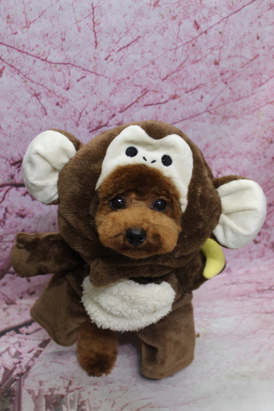 千葉県鎌ケ谷市トイプードルのトリミング画像