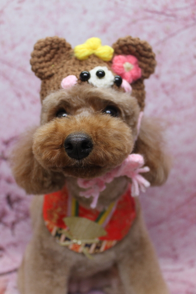 千葉県鎌ヶ谷市のトイプードルのトリミング画像