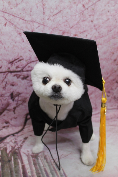 千葉県船橋市のポメラニアンのトリミング画像