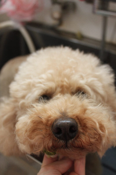 千葉県船橋市のトイプードルの歯磨き画像