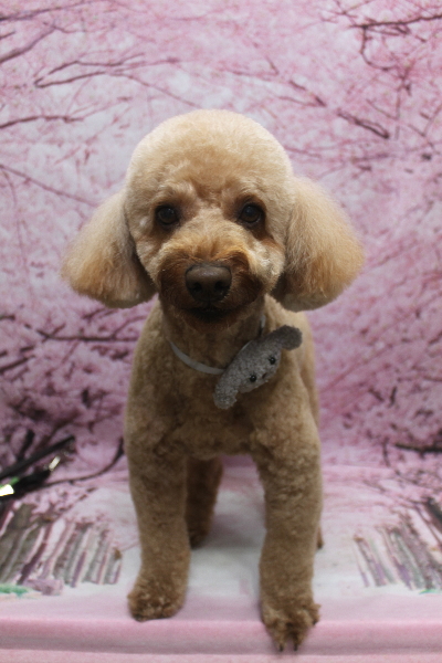 千葉県船橋市のトイプードルのトリミング画像