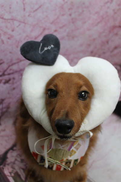 千葉県鎌ケ谷のミニチュアダックスのトリミング画像