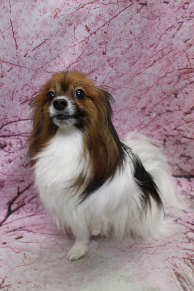 千葉県鎌ヶ谷市のパピヨンのトリミング前画像