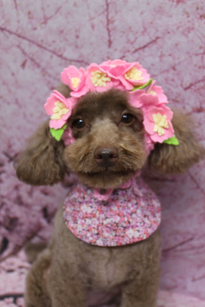 千葉県船橋市のトイプードルのトリミング画像